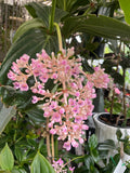 Medinilla myriantha Chandelier Plant