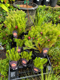 Protea nana Mountain Rose Protea