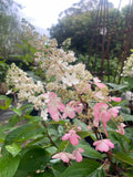 Hydrangea paniculata Brussels Lace