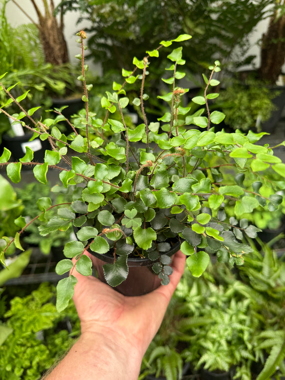 Pellaea rotundifolia Button Fern