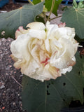 Hibiscus mutabilis Rose Of Sharon Double Flower Form