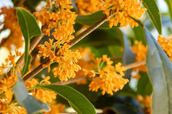 Osmanthus fragrans Orange Supreme - Growing - Ready September 2025