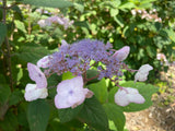 Hydrangea aspera Strigosa