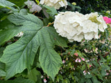 Hydrangea quercifolia Oak Leaf Hydrangea