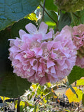 Dombeya wallichii Tropical Hydrangea Tree or Pink Ball Tree
