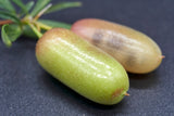 Billardiera scandens Apple Berry (West Pennant Hills Form)