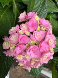 Hydrangea Admire