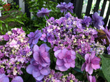 Hydrangea Komachi