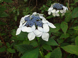 Hydrangea serrata Grayswood