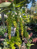 Phyllodium pulchellum Pangolin Plant - growing - enquire in store.