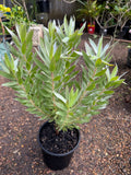 Leucadendron argenteum Silver Tree