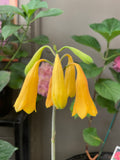 Blandfordia grandiflora Christmas Bells Yellow Form