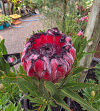 Protea Australis Ruby