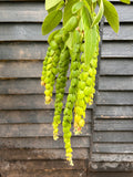 Phyllodium pulchellum Pangolin Plant - growing - enquire in store.