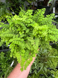 Adiantum Fritz Luthii Green Form Maidenhair Fern