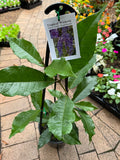 Petrea volubilis Tropical Wisteria Evergreen Wisteria Sandpaper Vine Purple Wreath