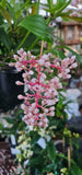 Medinilla pendula Pink Pixie