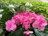 Hydrangea Komachi