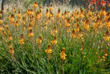 Bulbine frutescens Burn Jelly Plant - Avera Orange