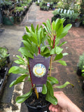 King Protea King White