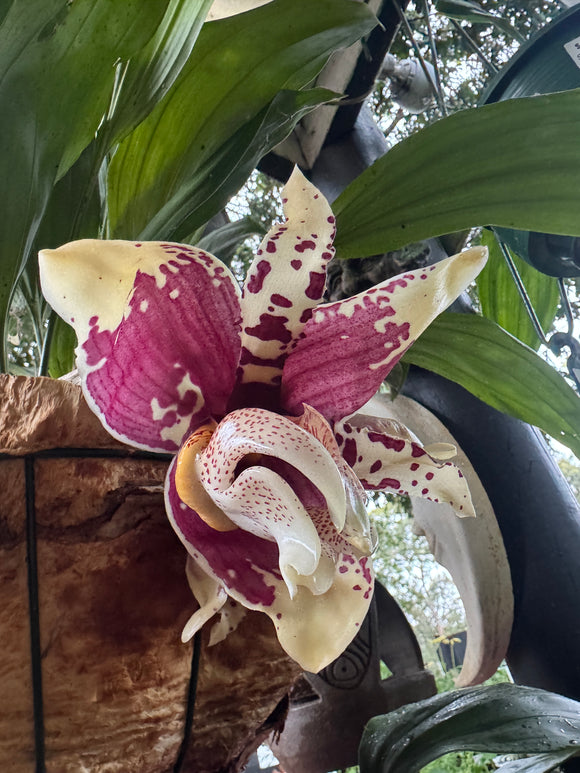 Stanhopea Vanilla Orchid Upside Down Orchid