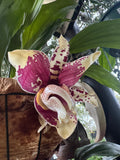 Stanhopea Vanilla Orchid Upside Down Orchid