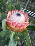 Protea Susara
