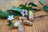 Billardiera scandens Apple Berry (West Pennant Hills Form)