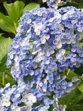 Hydrangea Ayesha Superior