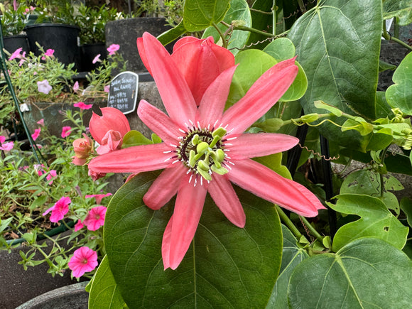 Passiflora racemosa Coral Flame