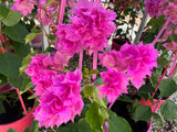 Bougainvillea Pagoda Pink Double Flowered Bougainvillea - growing ready soon - enquire in store.