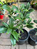Osmanthus fragrans Orange Supreme - Growing - Ready September 2025
