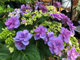 Hydrangea Komachi