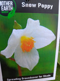 Eomecon chionantha - Snow Poppy