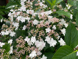 Hydrangea macrophylla Hanabi - growing - coming soon!