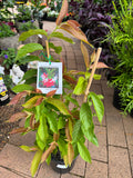 Quisqualis indica Rangoon Creeper Double Flowered Form - Pre Order - for February / March  2025