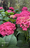 Hydrangea Leuchtfeuer - Pruned Back