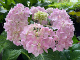 Hydrangea nigra Black Stem Light Pink/Light Blue