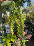 Phyllodium pulchellum Pangolin Plant - growing - enquire in store.