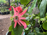 Passiflora racemosa Coral Flame