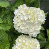 Hydrangea macrophylla Madame Emile Mouillere