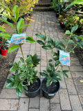 Osmanthus fragrans Orange Supreme - Growing - Ready September 2025
