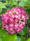 Hydrangea Altona