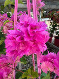 Bougainvillea Pagoda Pink Double Flowered Bougainvillea - growing ready soon - enquire in store.
