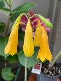 Blandfordia grandiflora Christmas Bells Yellow Form