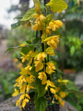 Petraeovitex bambusetorum Nong Nooch Vine - growing - pre-order in store for December 26
