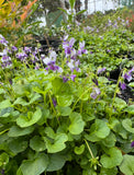 Viola eminens Native Stately Violet