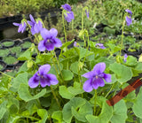 Viola hederacea Violet Whisper Native Violet