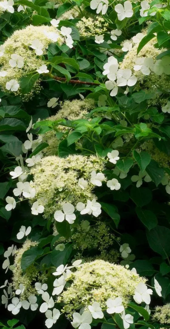 Hydrangea petiolaris Climbing Hydrangea