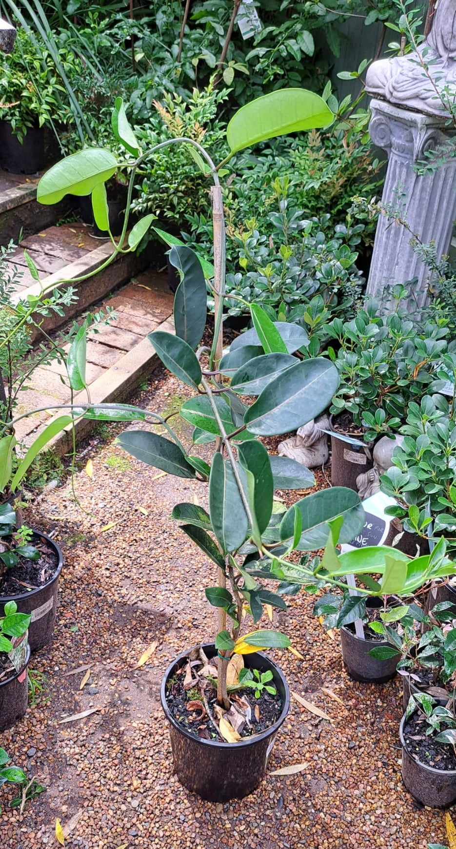 Stephanotis floribunda Madagascan Jasmine Brazilian Jasmine